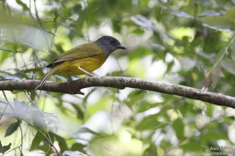 Grey-headed Tanager