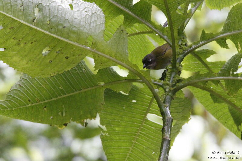 Common Chlorospingus (ophthalmicus)