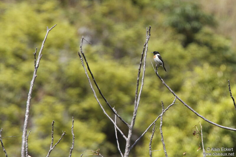 African Stonechat