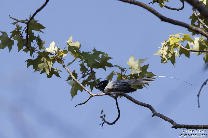 Malagasy Paradise Flycatcher