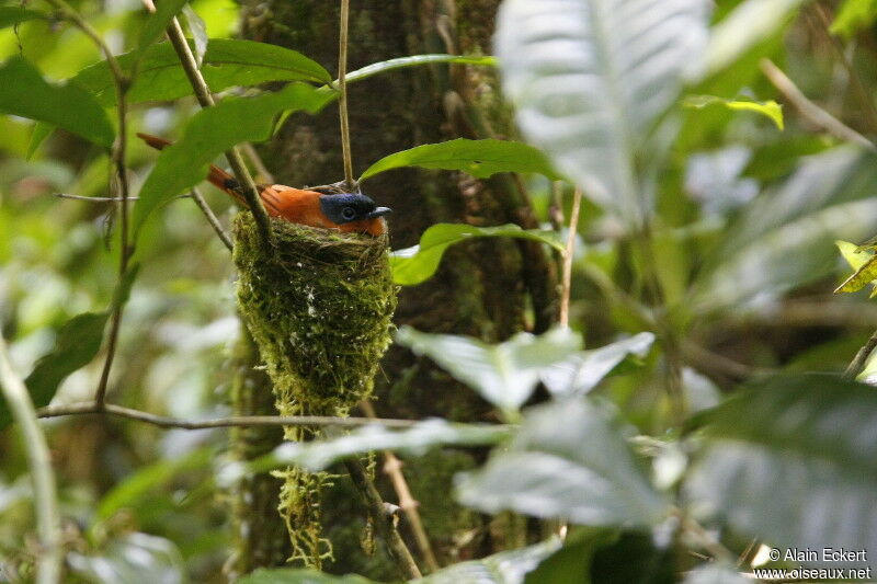 Malagasy Paradise Flycatcher