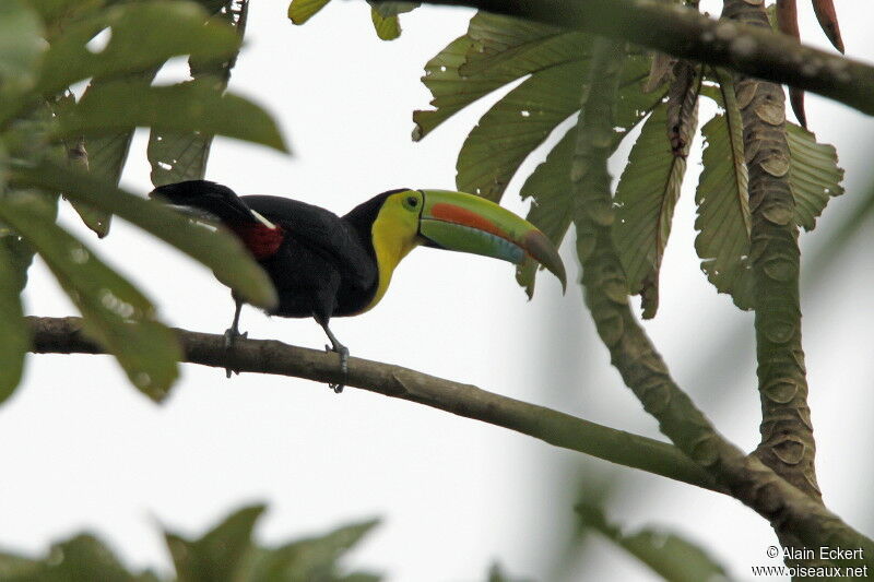 Keel-billed Toucan