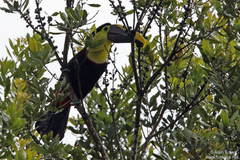 Yellow-throated Toucan (swainsonii)