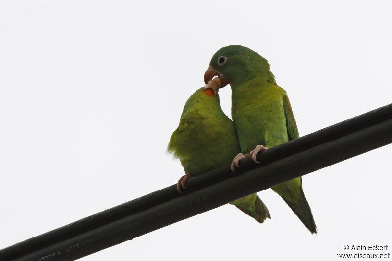 Orange-chinned Parakeet