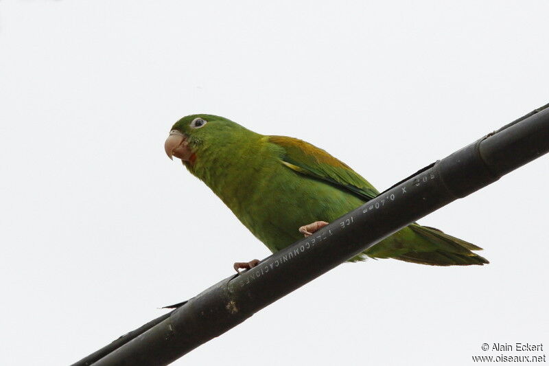 Orange-chinned Parakeet