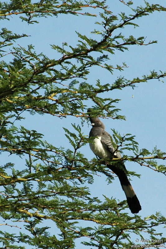 White-bellied Go-away-bird