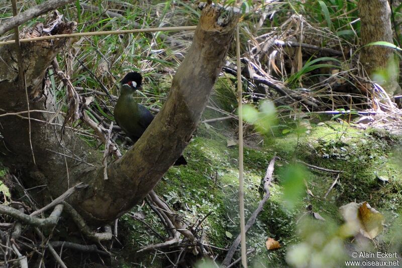 Hartlaub's Turaco