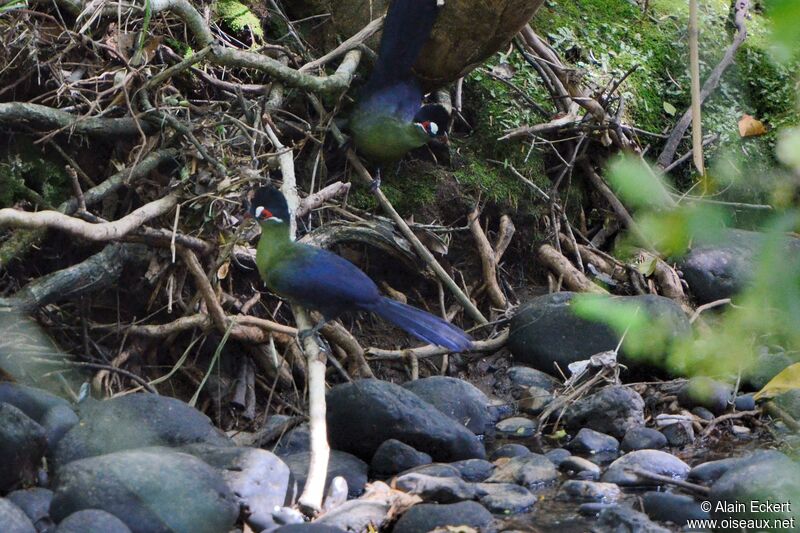 Hartlaub's Turaco