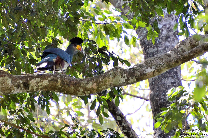 Great Blue Turaco