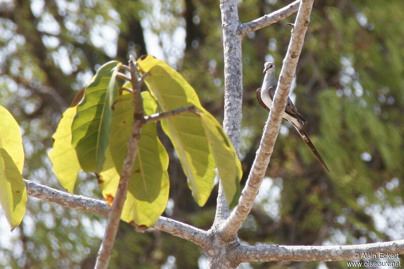 Namaqua Dove