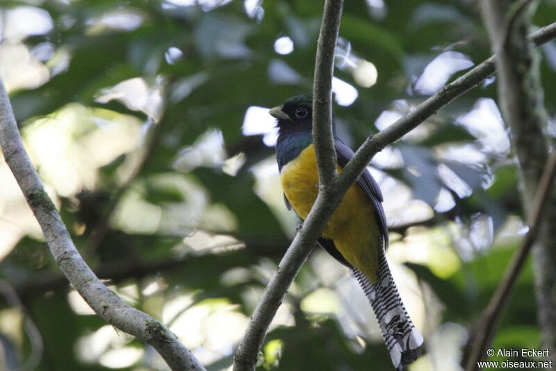 Guianan Trogon