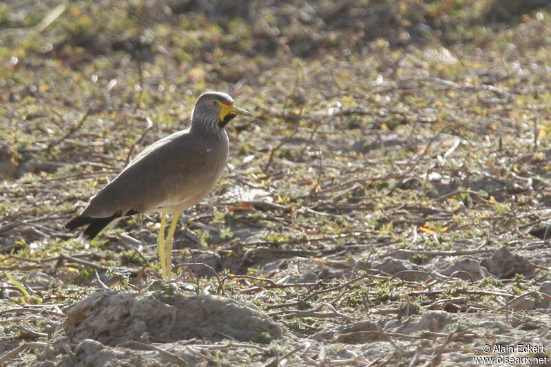 African Wattled Lapwing