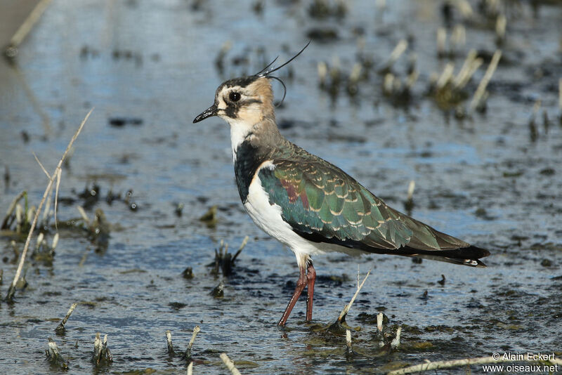 Northern Lapwing