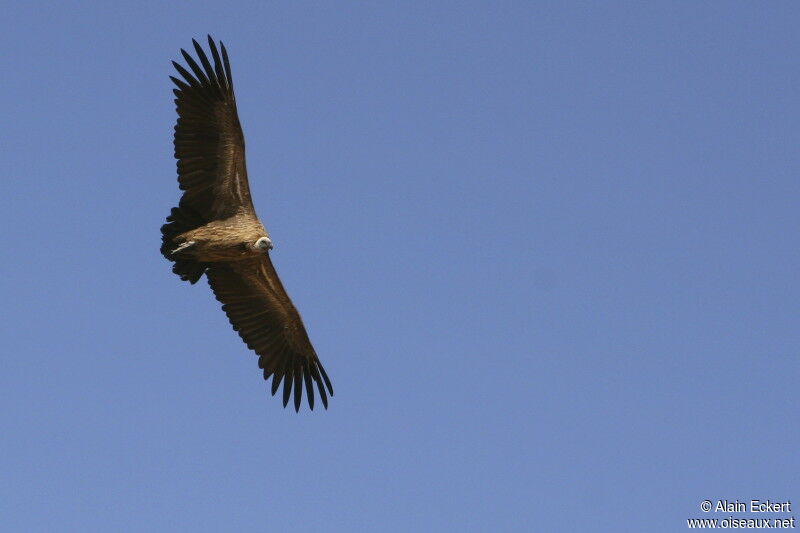 Vautour africain