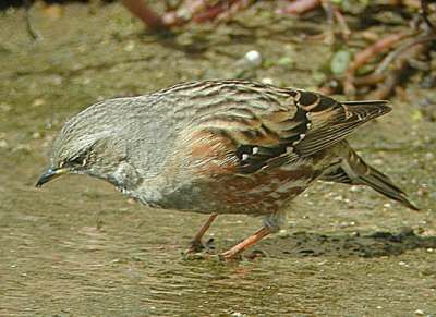 Alpine Accentor