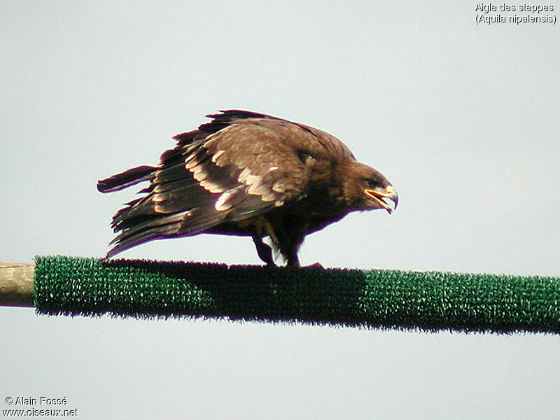 Aigle des steppes