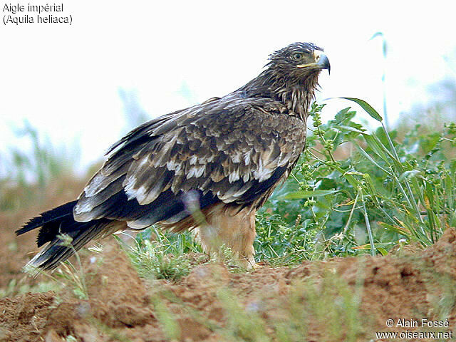 Eastern Imperial Eagle