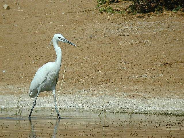 Aigrette des récifs