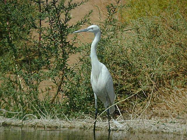 Aigrette des récifs