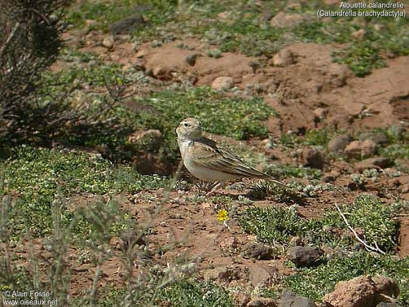 Greater Short-toed Lark