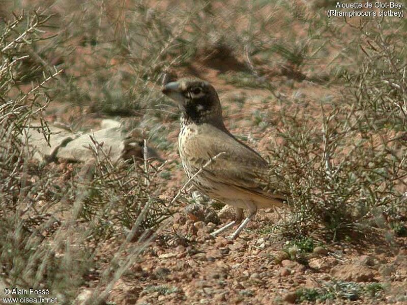 Thick-billed Lark