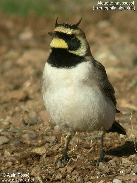 Alouette haussecol