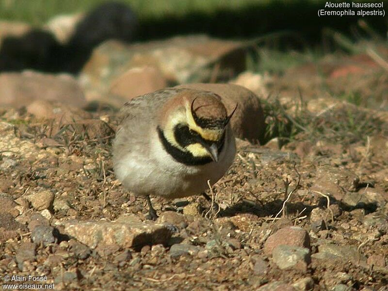 Alouette haussecol