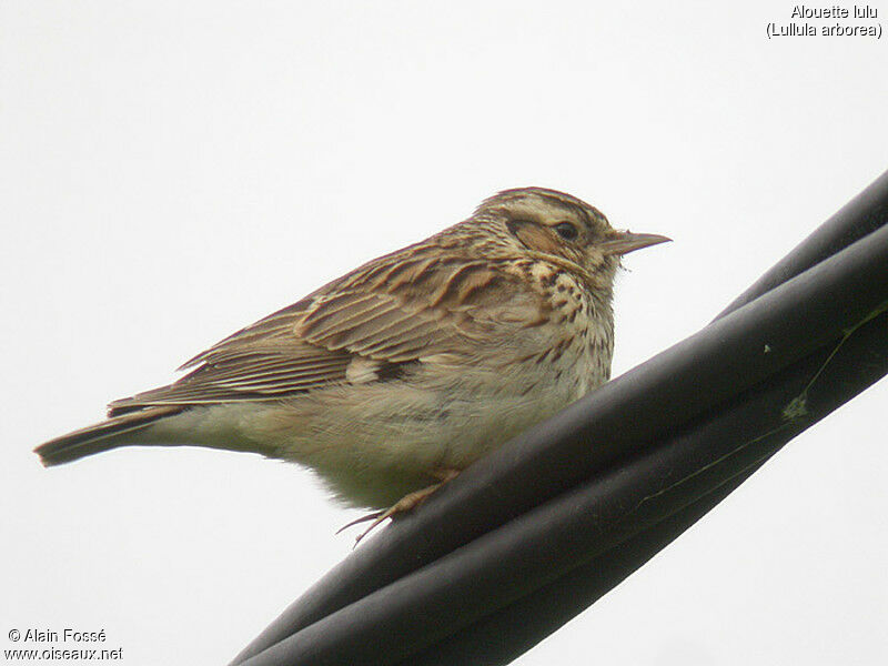 Woodlark