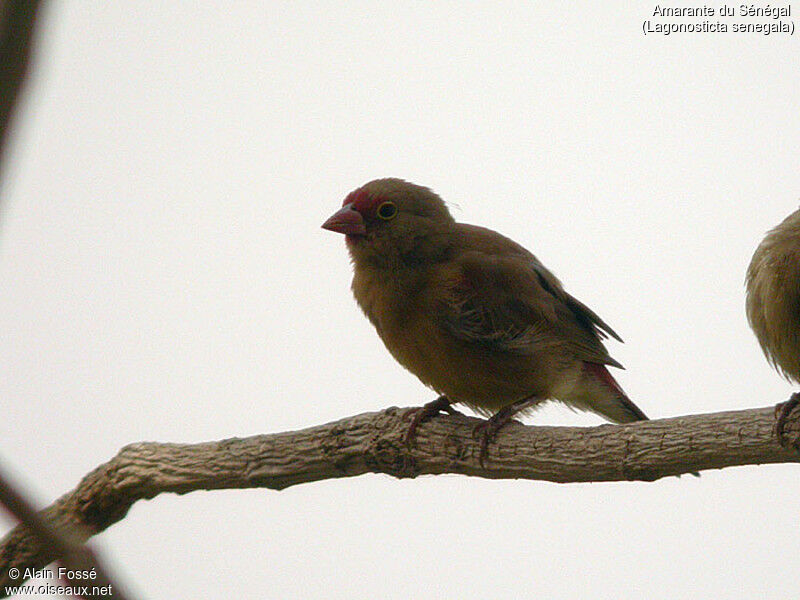 Red-billed Firefinch