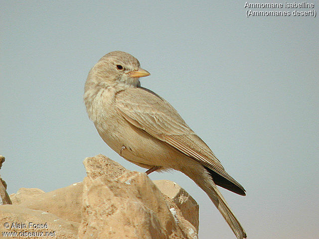 Desert Lark