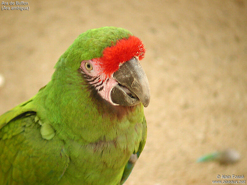 Great Green Macaw