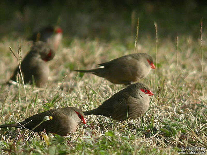 Common Waxbill