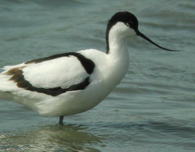 Avocette élégante