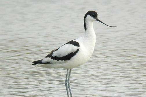 Avocette élégante