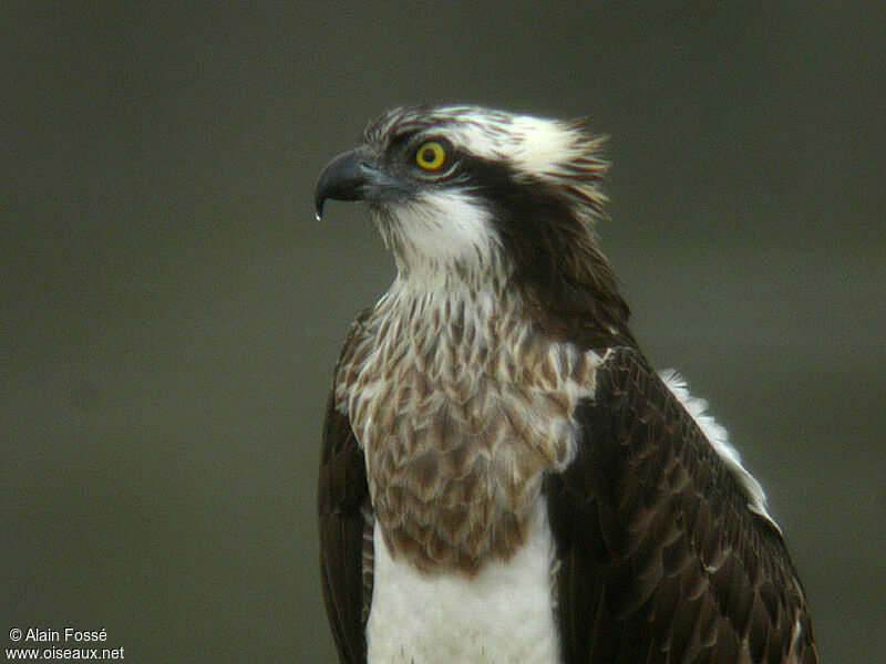 Balbuzard pêcheur