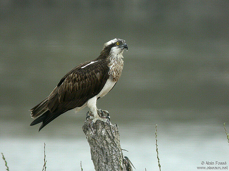 Osprey