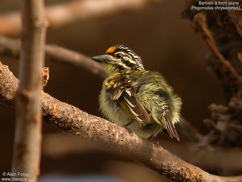 Yellow-fronted Tinkerbird