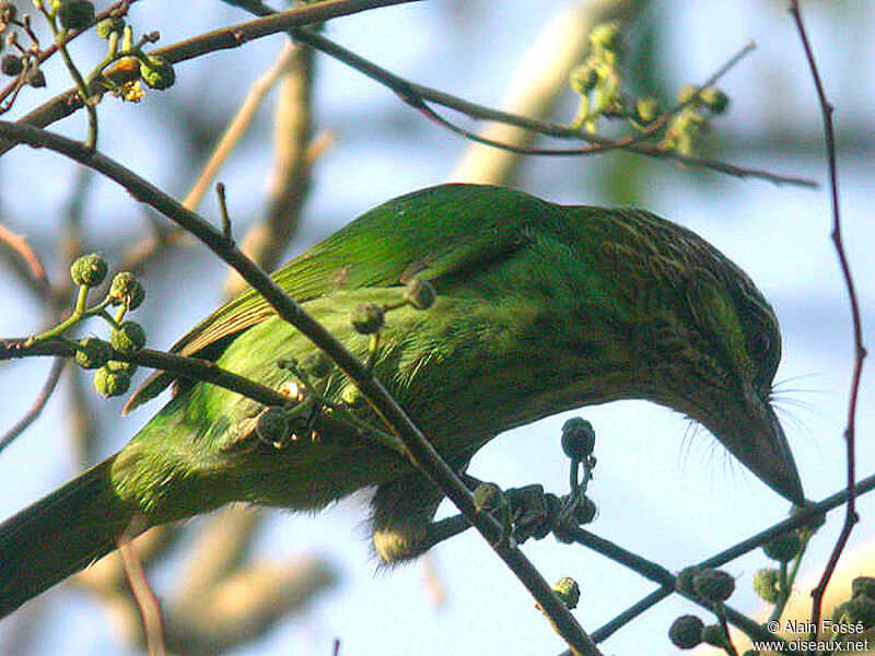 Green-eared Barbet female adult