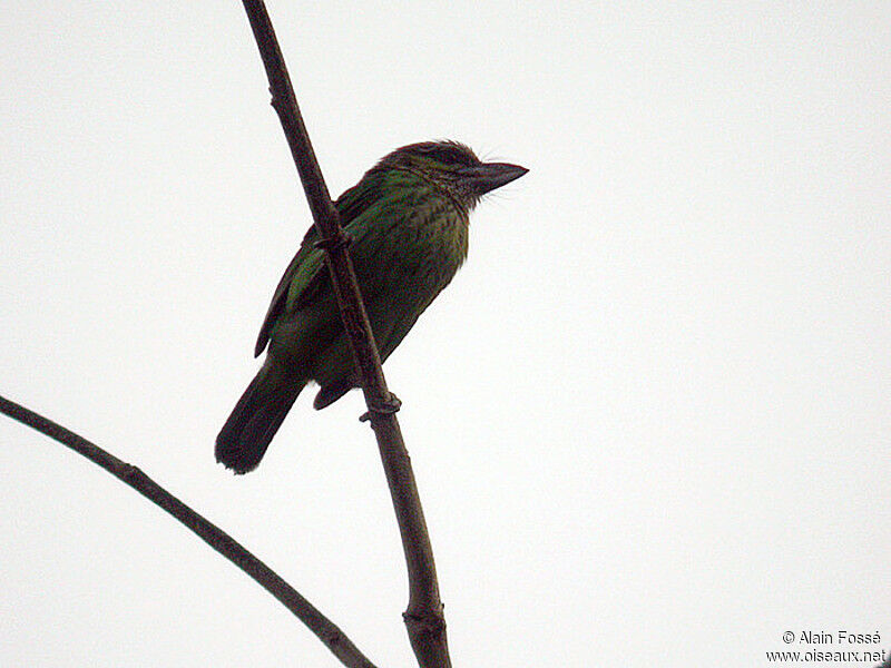 Green-eared Barbetadult