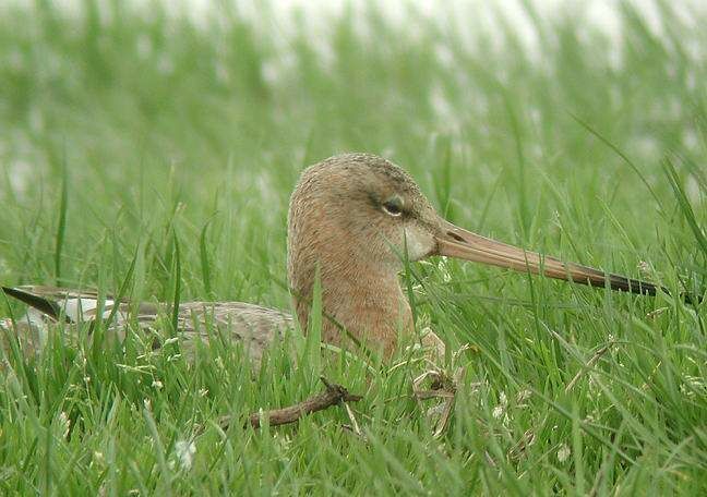 Black-tailed Godwit