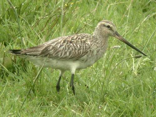 Bar-tailed Godwit