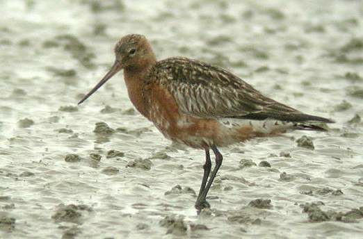 Bar-tailed Godwit