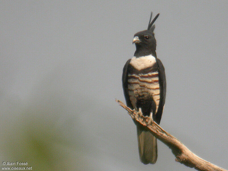 Baza huppard, identification