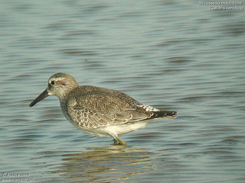 Red Knot