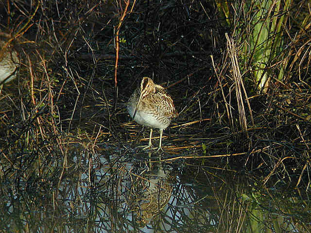 Common Snipe