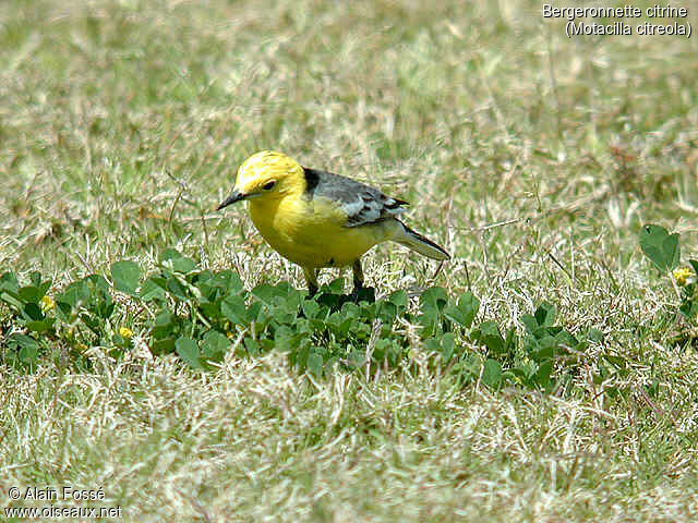 Citrine Wagtail