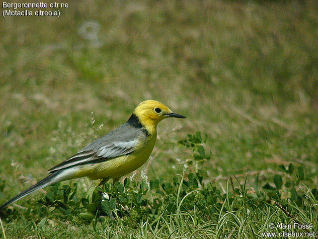 Citrine Wagtail