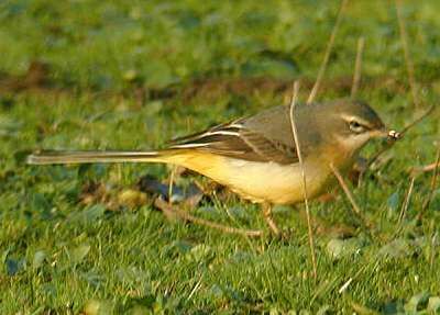 Grey Wagtail