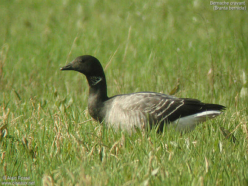 Brant Goose