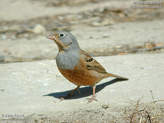 Cretzschmar's Bunting